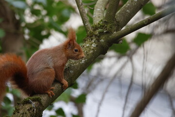 Ecureuil roux