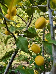 Detail of lemon tree with ripe lemons ready to harvest. 