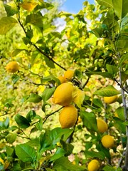 Detail of lemon tree with ripe lemons ready to harvest. 
