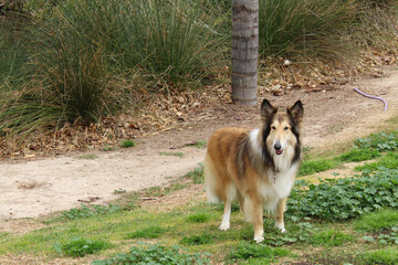 german shepherd dog