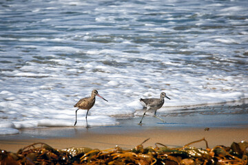 Two Birds Walking - 771767258