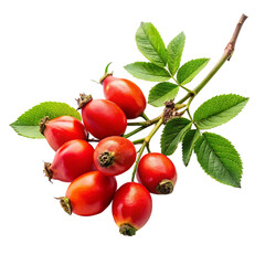 Medicinal rose hips, isolated on transparent background.