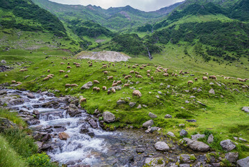 Fototapeta na wymiar Herd of sheeps seen from Transfagarasan road in Carpathian Mountains, Romania
