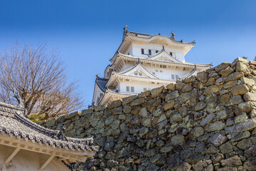 Fototapeta premium Cherry blossom and the Himeji castle in Japan
