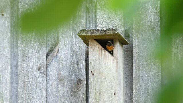Common redstart feeding chicks in nesting box in a garden in rural Estonia, Northern Europe
