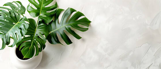 Monstera plant in white pot on white background, leaf, green color - obrazy, fototapety, plakaty