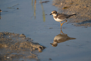 Waders or shorebirds, little ringed plover young.