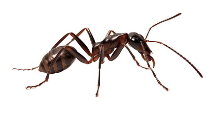 Ant isolated in no background. Macro. Clipping path - obrazy, fototapety, plakaty