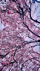 pink tree