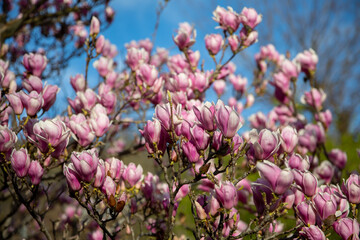 Detail of blooming magnolia tree in spring - 771773401