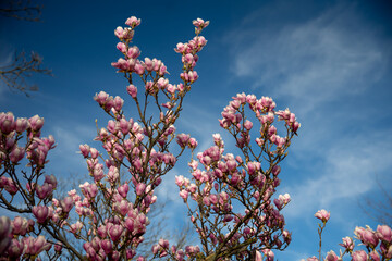 Detail of blooming magnolia tree in spring - 771773407