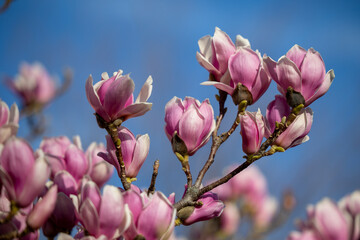 Detail of blooming magnolia tree in spring - 771773412