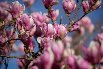 Detail of blooming magnolia tree in spring - 771773416