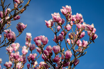 Detail of blooming magnolia tree in spring - 771773422