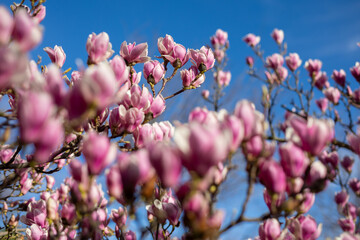 Detail of blooming magnolia tree in spring - 771773433