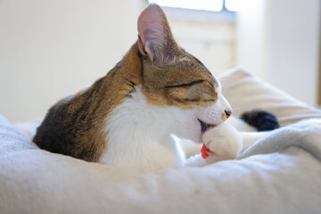 cat