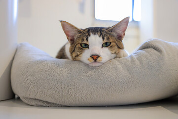 cat