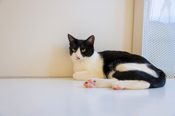 cat and mouse