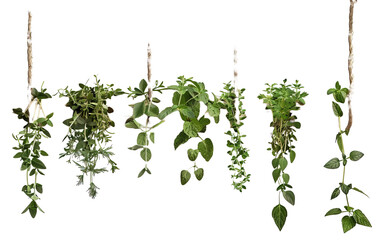 Organic herbs plant hanging with rope on transparent or white background