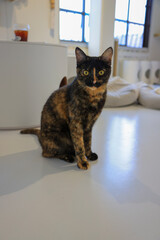 cat on the window sill