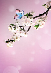 Blossom tree over nature background with butterfly. Spring flowers. Spring background. - 771776409