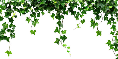 Vine plant climbing creeper border on transparent or white background