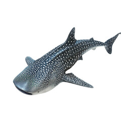 Whale shark on transparent or white background