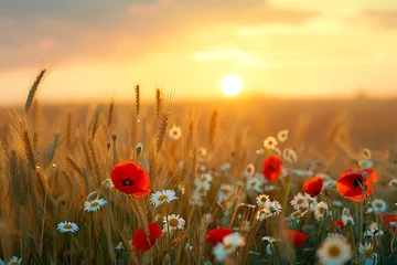 Foto op Canvas Summer field. Poppies an daisy flowers on the summer wheat field sunset © crescent