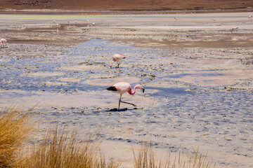 Pink flamingo in Red Lagoon, Bolivia