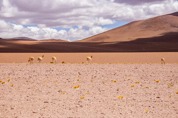 Llamas in a Bolivian landscape