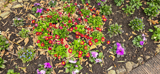 Landscape view of Bellis perennis, the beautiful bright red meadow daisy, with green floiage and with a shallow depth of field © FlorianSchultze