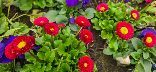 Landscape view of Bellis perennis, the beautiful bright red meadow daisy, with green floiage and with a shallow depth of field