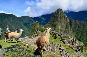 Fototapeta premium machu picchu 