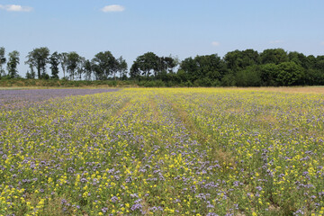 a flower field with purple and yellow wild flowers and trees and a blue sky