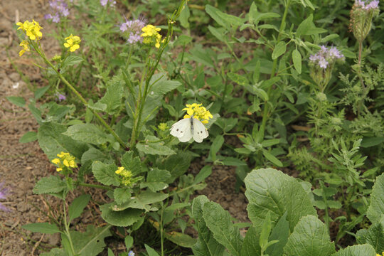 a white cabbage butterfly sits at a yellow flower of a group wild plants with rapeseed and phacelia in a field margin in the countryside