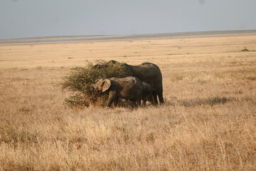 Elephant mit Jungem © Philipp