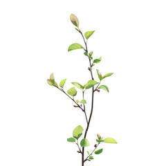 Fototapeta premium Terrestrial plant with green leaves and buds on a transparent background
