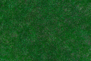 Green grass natural texture surface background top view nature abstract pattern backdrop