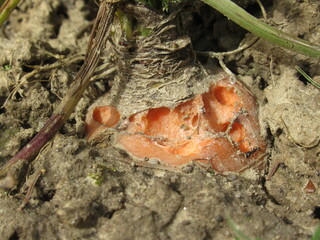 Zbliżenie na marchew uszkodzoną przez nieznanego szkodnika