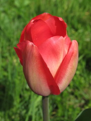Zbliżenie na kwiat czerwonego tulipana