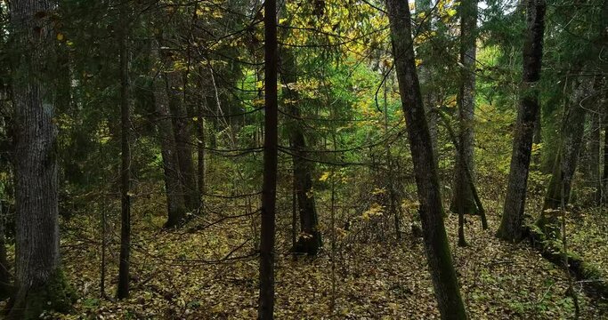 Movement through an autumnal mixed forest on an evening in Estonia, Northern Europe