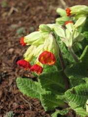 Zbliżenie na kolorowe kwiaty rośliny z gatunku Primula © Kumulugma