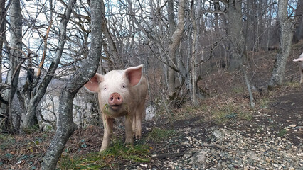 Pigs in the forest. Oak forest. Search for truffles.