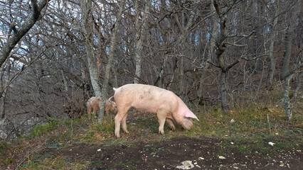 Pigs in the forest. Oak forest. Search for truffles.