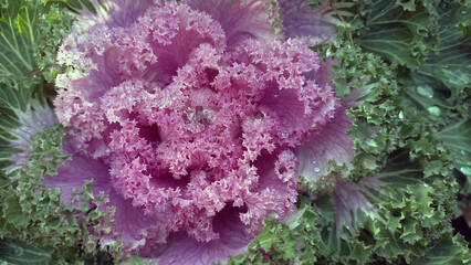 Photo of a close-up plant of a decorative cabbage with green leaves	
