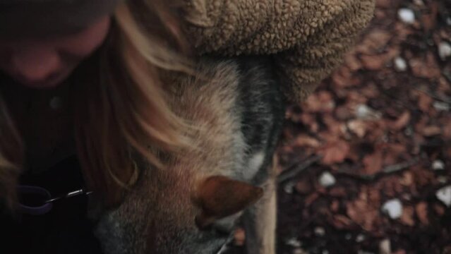 Close-up of the muzzle of a Czechoslovakian Wolfdog being cared for by its owner during an autumn day outdoors