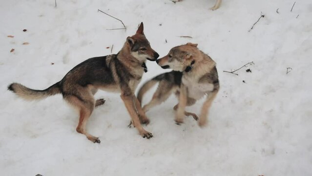 Two Czechoslovakian wolf dogs play, roll and bite each other. While they are in the snow in winter they pick things from the ground.