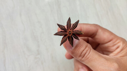 A woman's hand holds a pekak flower or star anise or Illicium verum which is useful as a cooking...