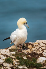 Gannet Sitting on a cliff at Bempton Cliffs