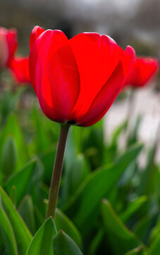 Closeup of flowers of Tulipa 'Red Impression' in a garden in Spring